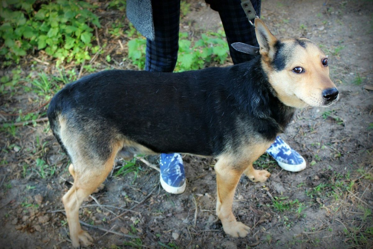 Щенок немецкой овчарки и дворняги