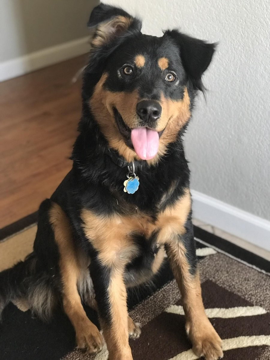 Хвост дворняжки