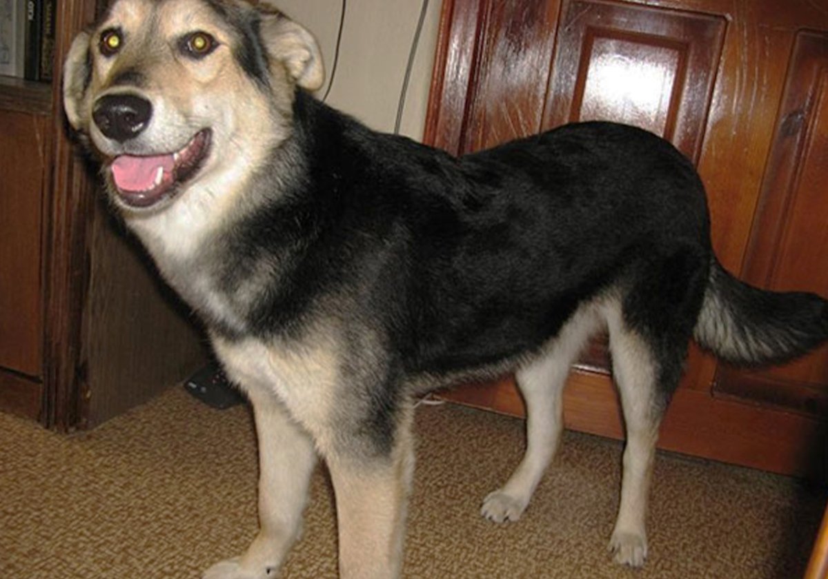 Беспородные собаки и метисы