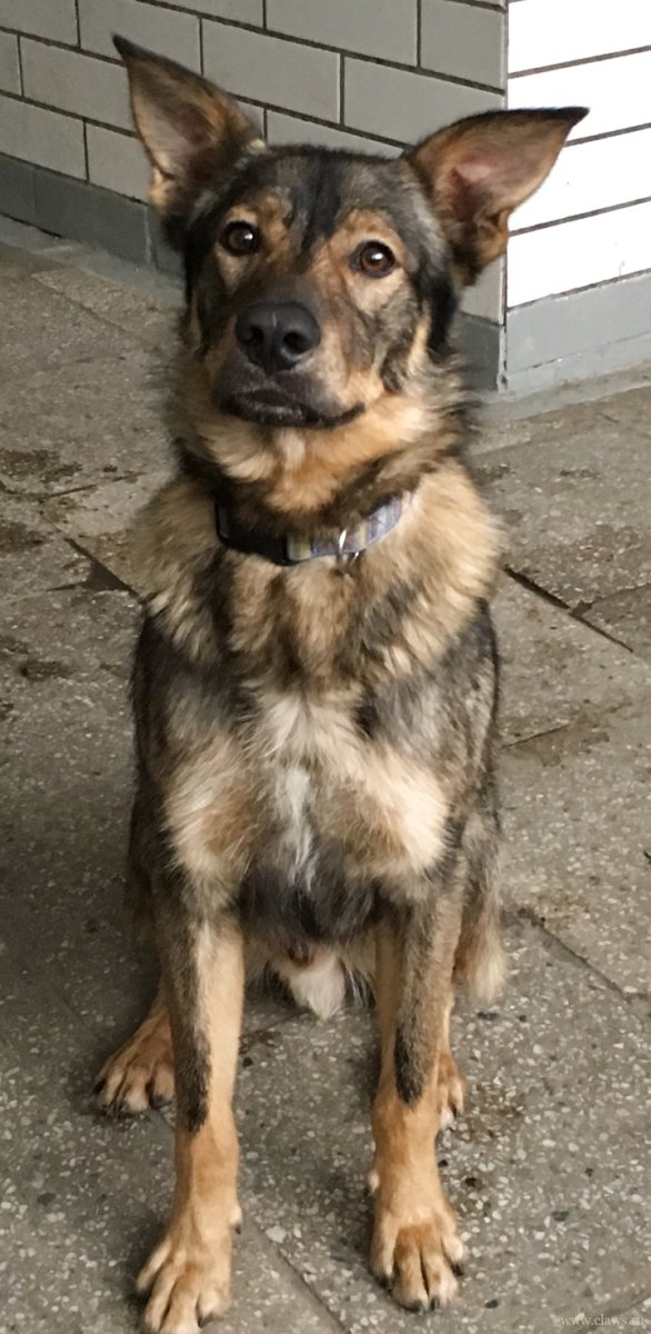 Метис овчарки и алабая