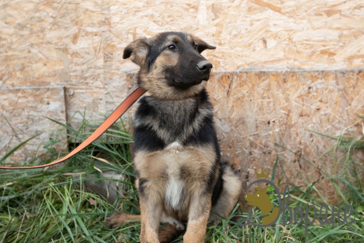 Метис корги и овчарки