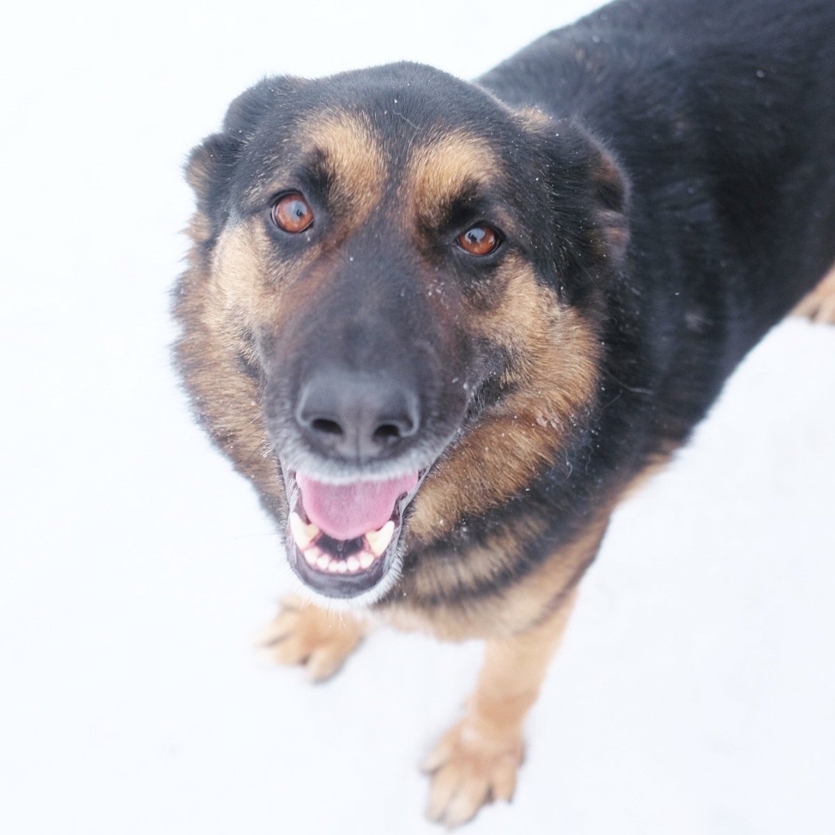 Метис овчарки и дворняжки
