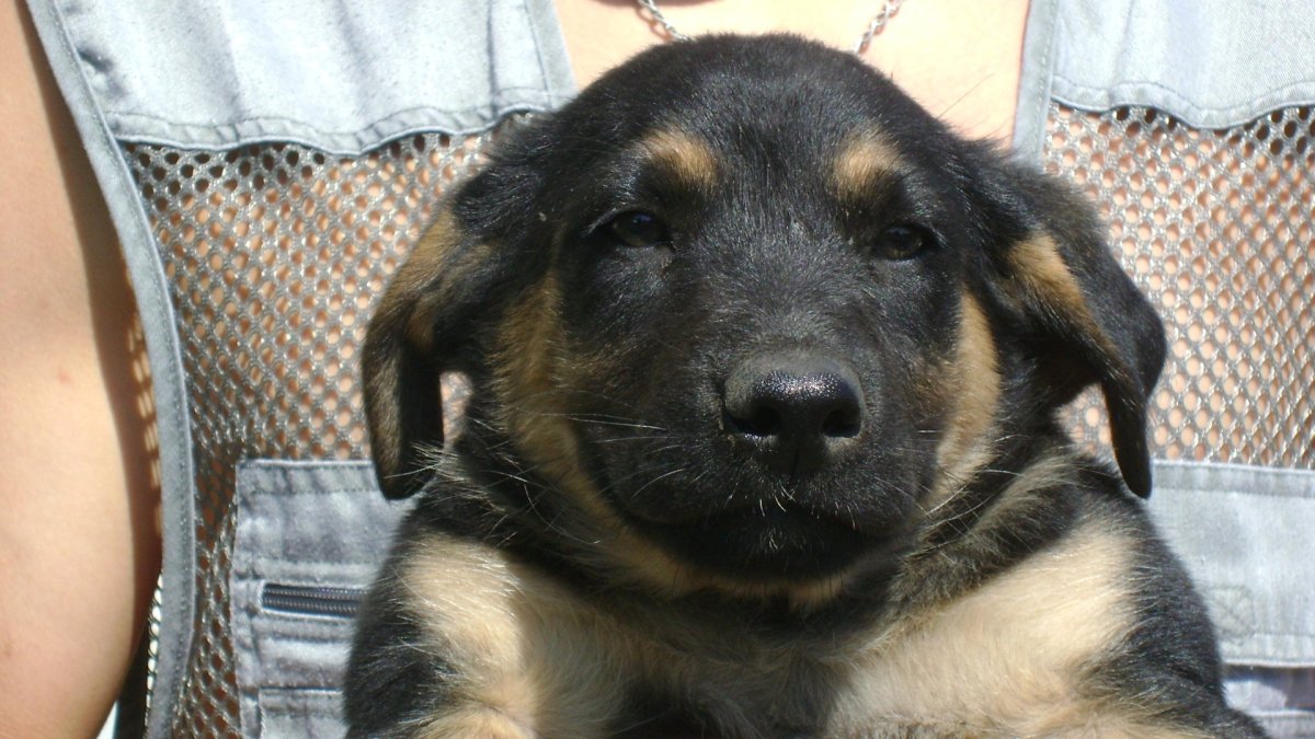 Метис Доберман и дворняжка