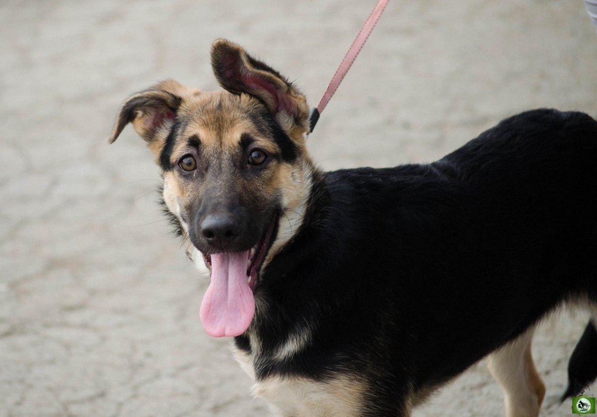 Метис овчарки и дворняжки