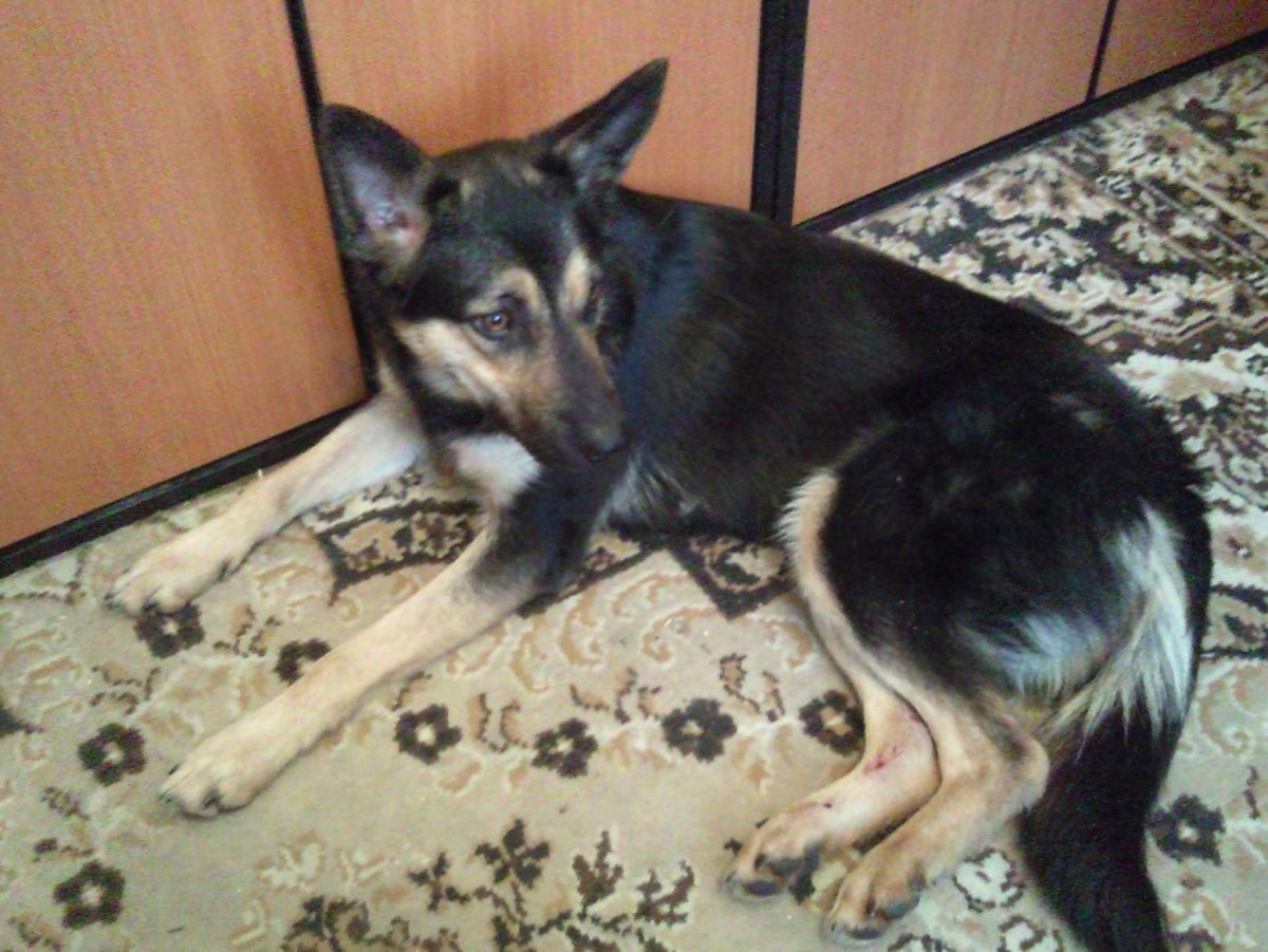 Восточно-европейская овчарка смесь с дворнягой