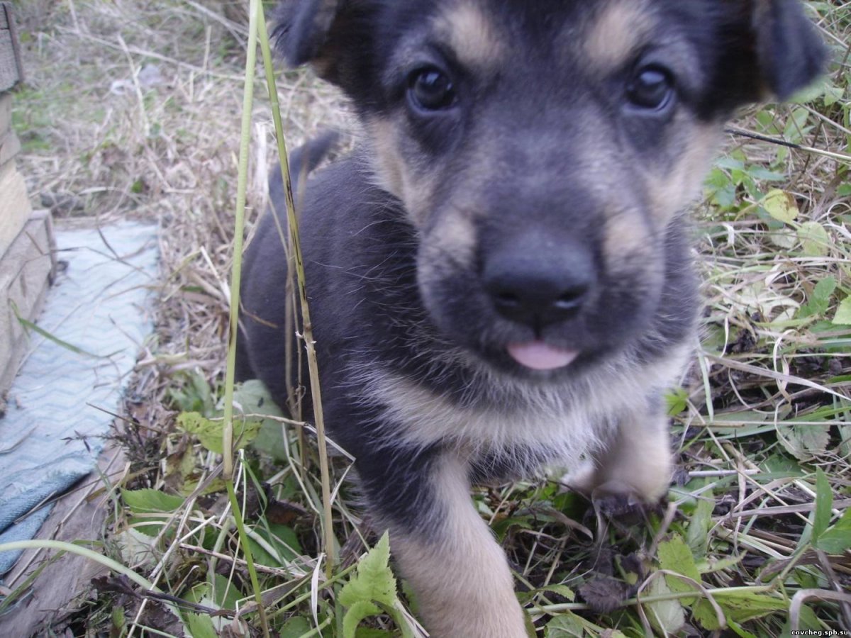 Метис черной овчарки и дворняги