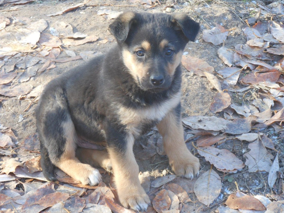 Метис овчарки и дворняги щенок