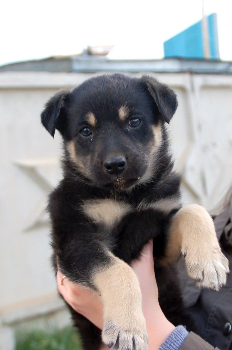 Метис собака немецкая овчарка с дворнягой