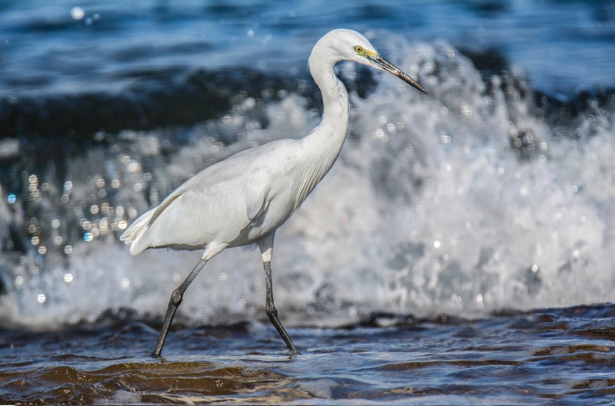 Морская цапля фото