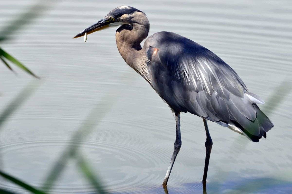 Цапля с клювищем сканворд