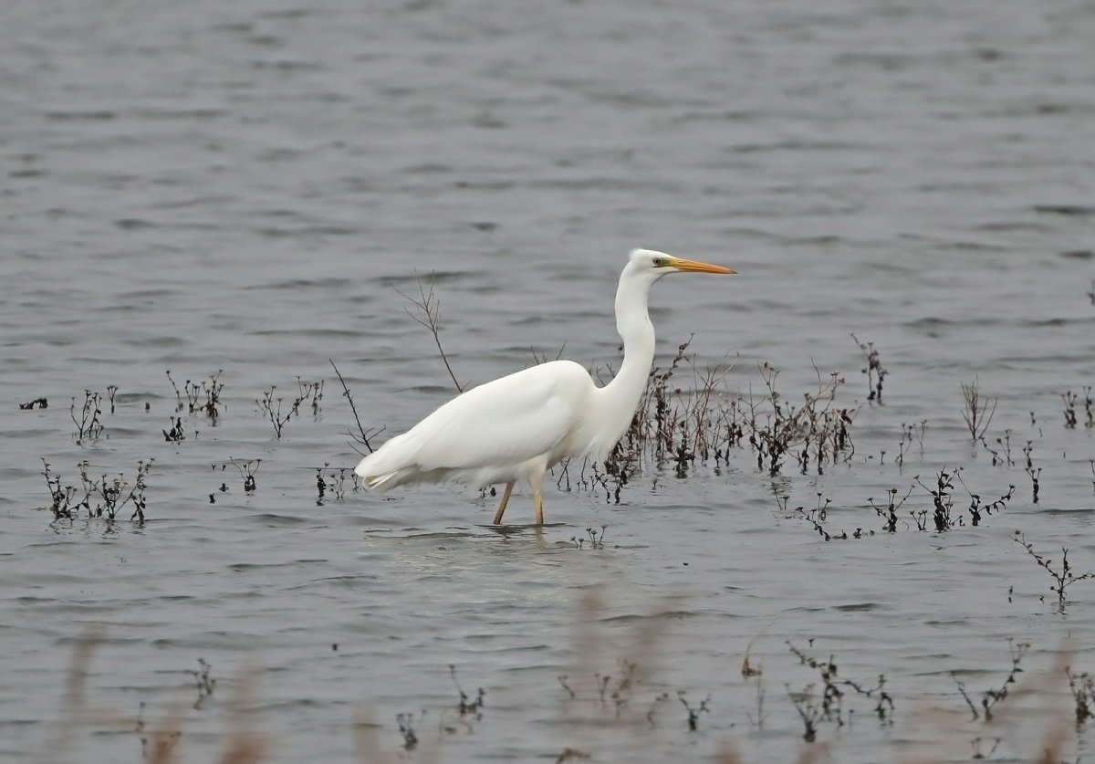 Цапля на море