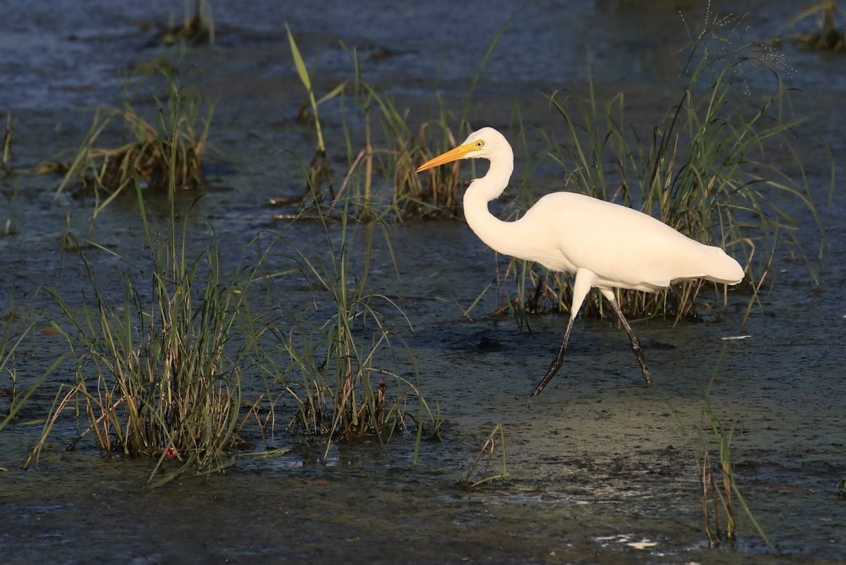 Серая цапля охотится