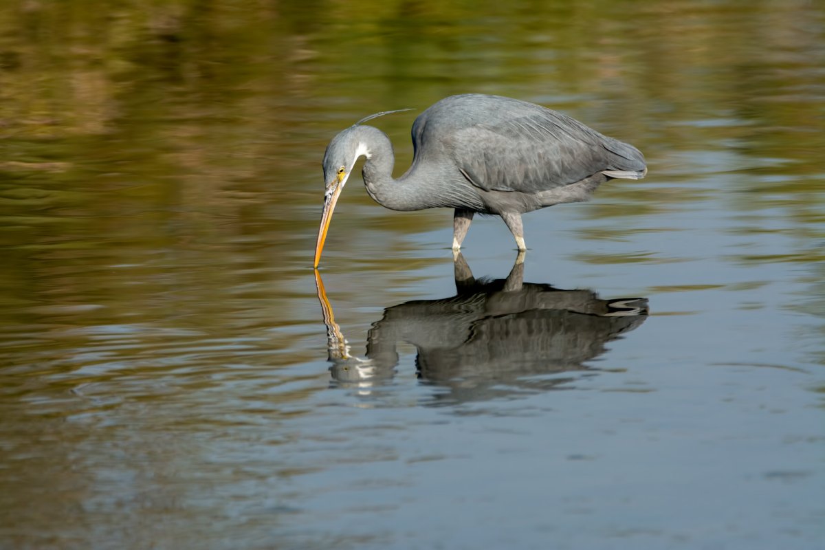 Серая цапля ест лягушку