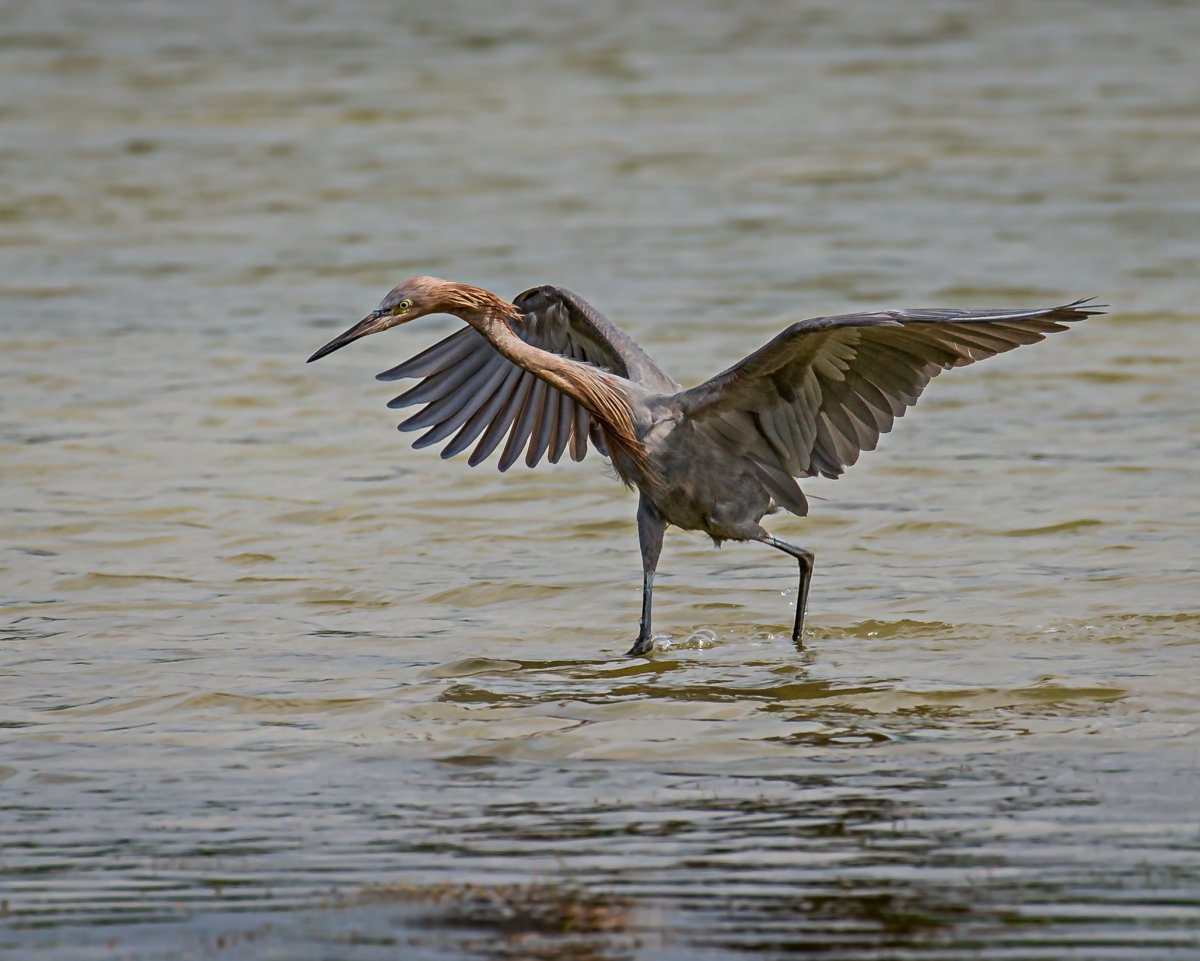 Болотные птицы в полете