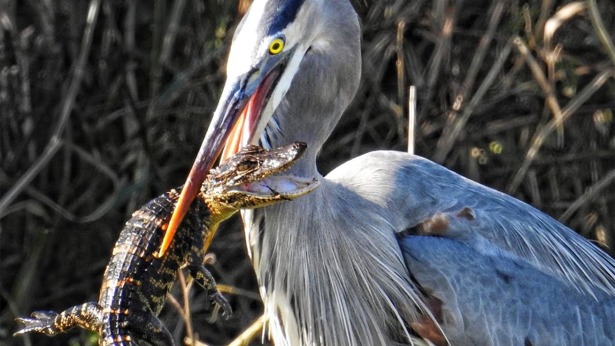 Пернатый Аллигатор