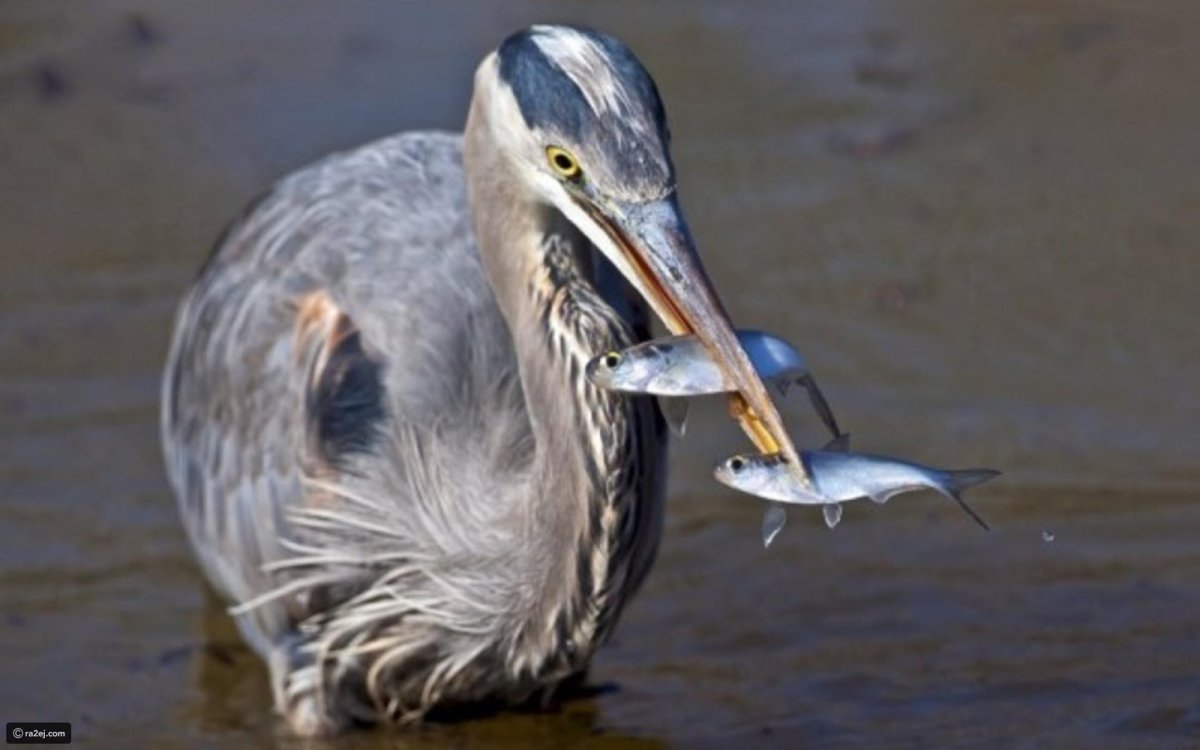 Серая цапля ловит рыбу