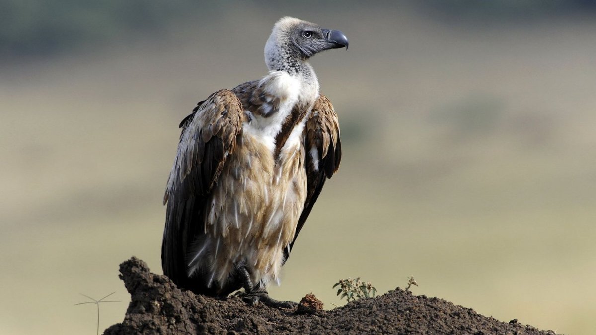 Грифон птица падальщик