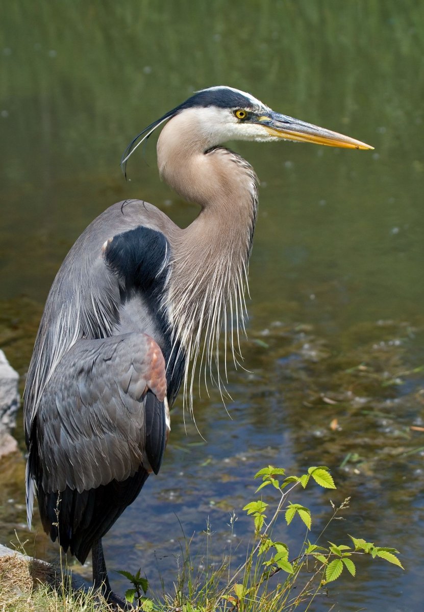 Цапля с открытым клювом