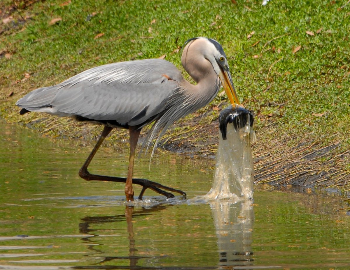 Большая голубая цапля набор хромосом