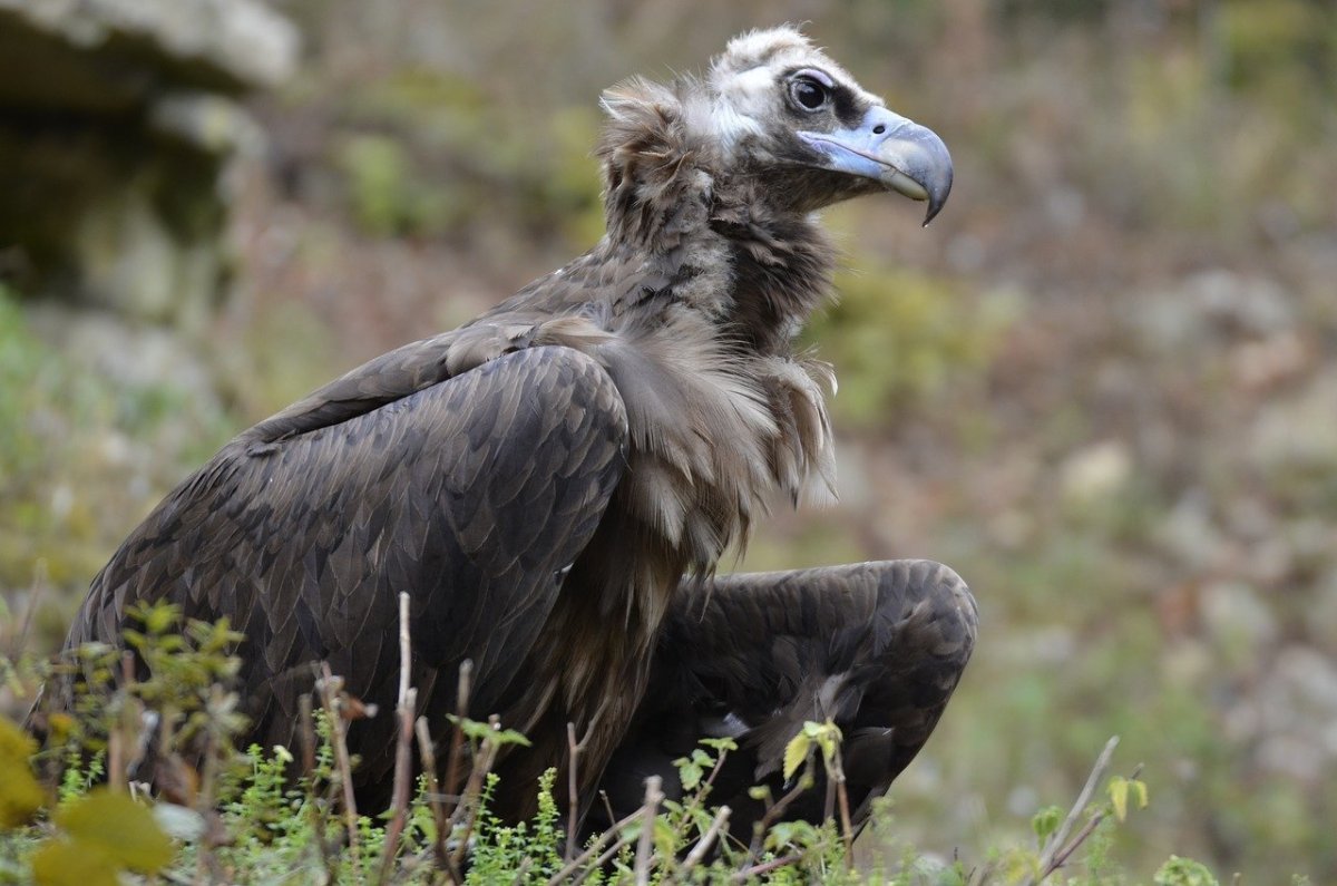 Птица падальщик гриф