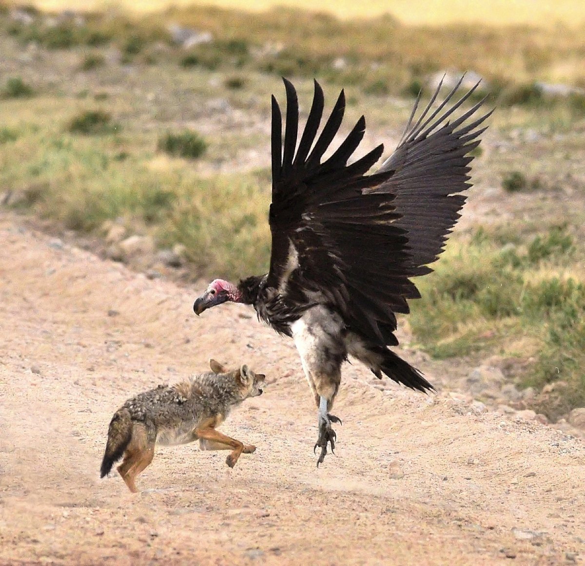 Африканский Кондор