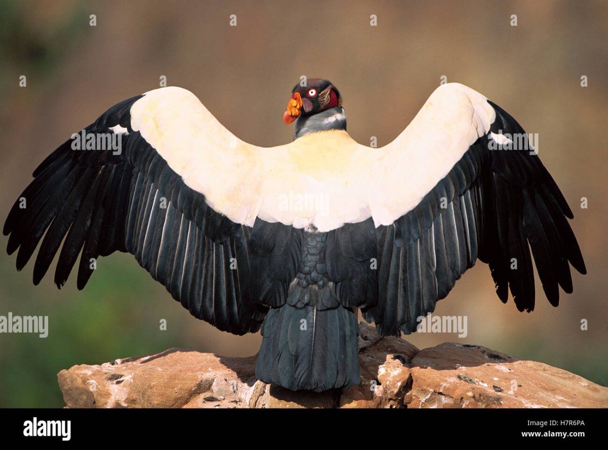 Королевский гриф