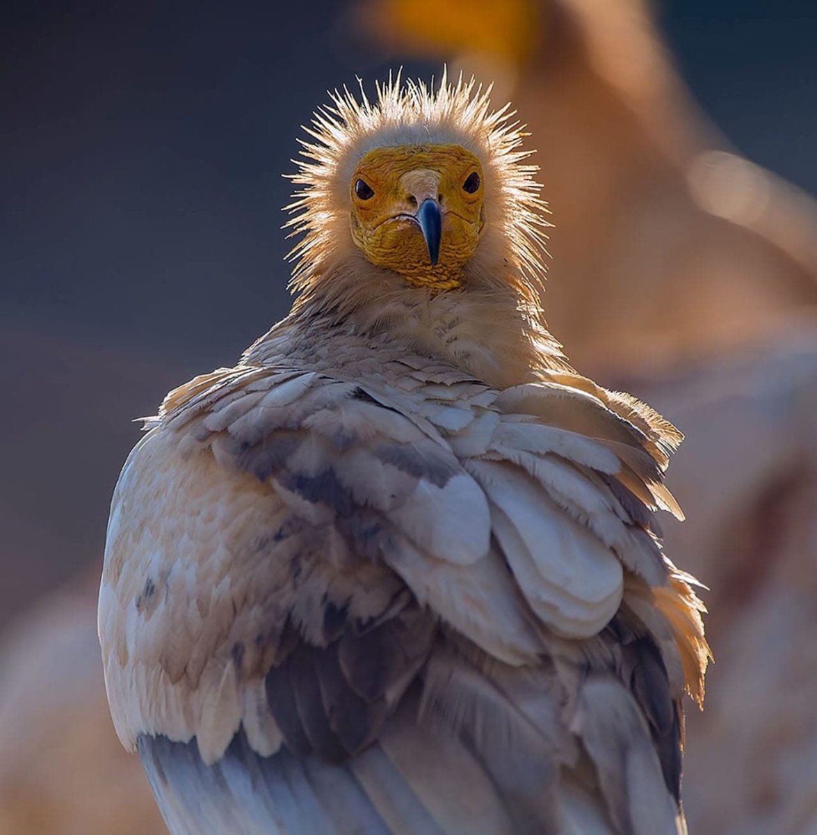 Желтоголовый Стервятник