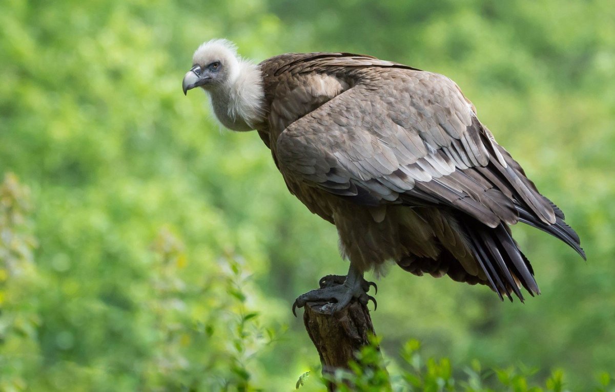 Грифон птица падальщик