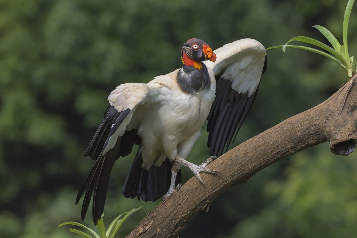 Королевский Кондор
