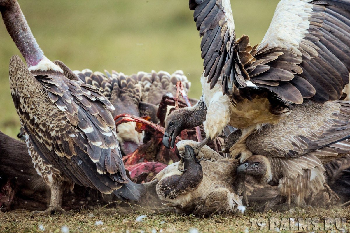 Стервятник над добычей