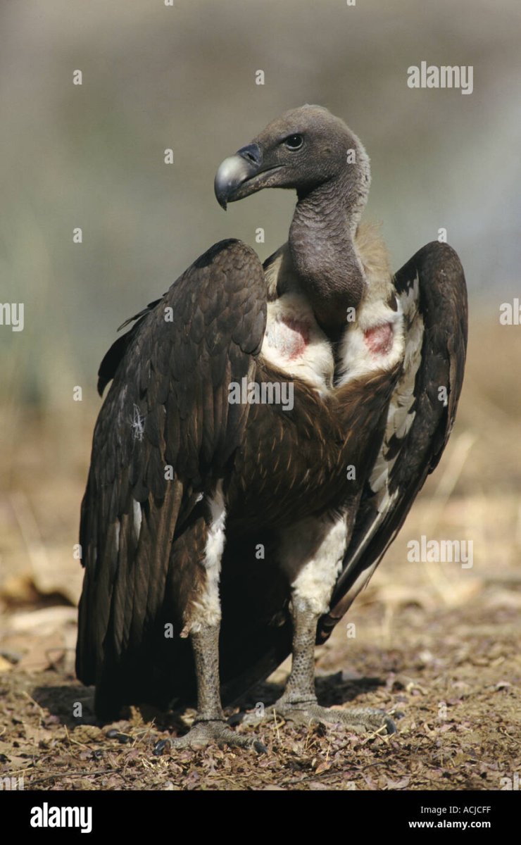 Гриф Стервятник птица птица