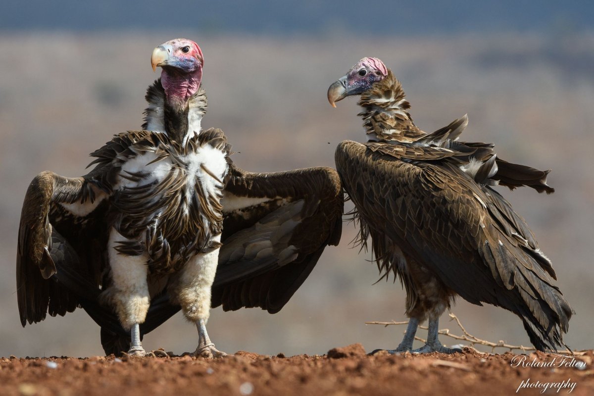Птицы пустыни падальщики
