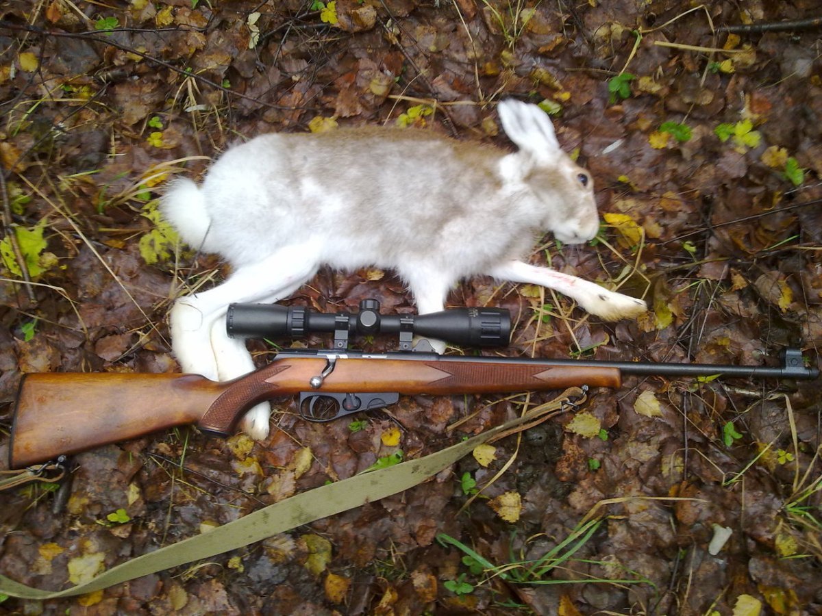 Животные с фотоаппаратом