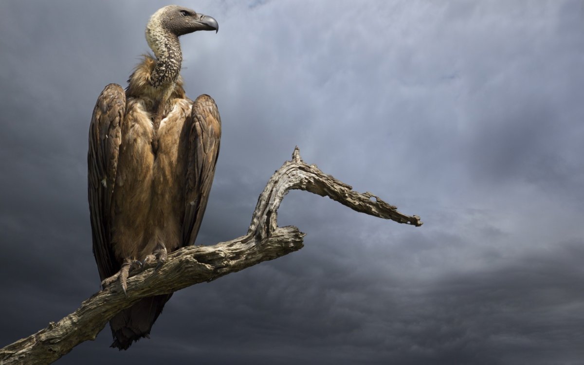 Птица падальщик гриф