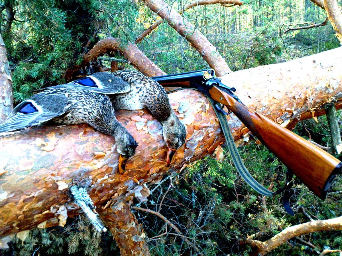 Винтовка белка