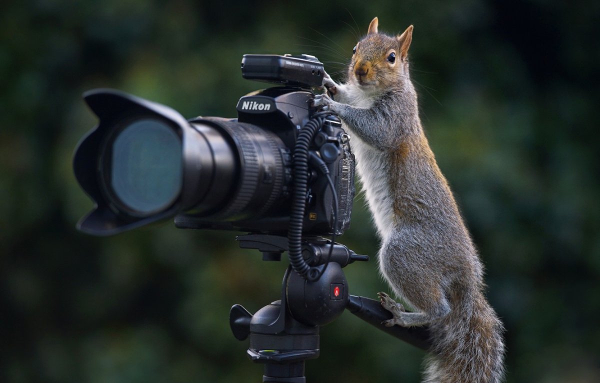 Белка с гранатой