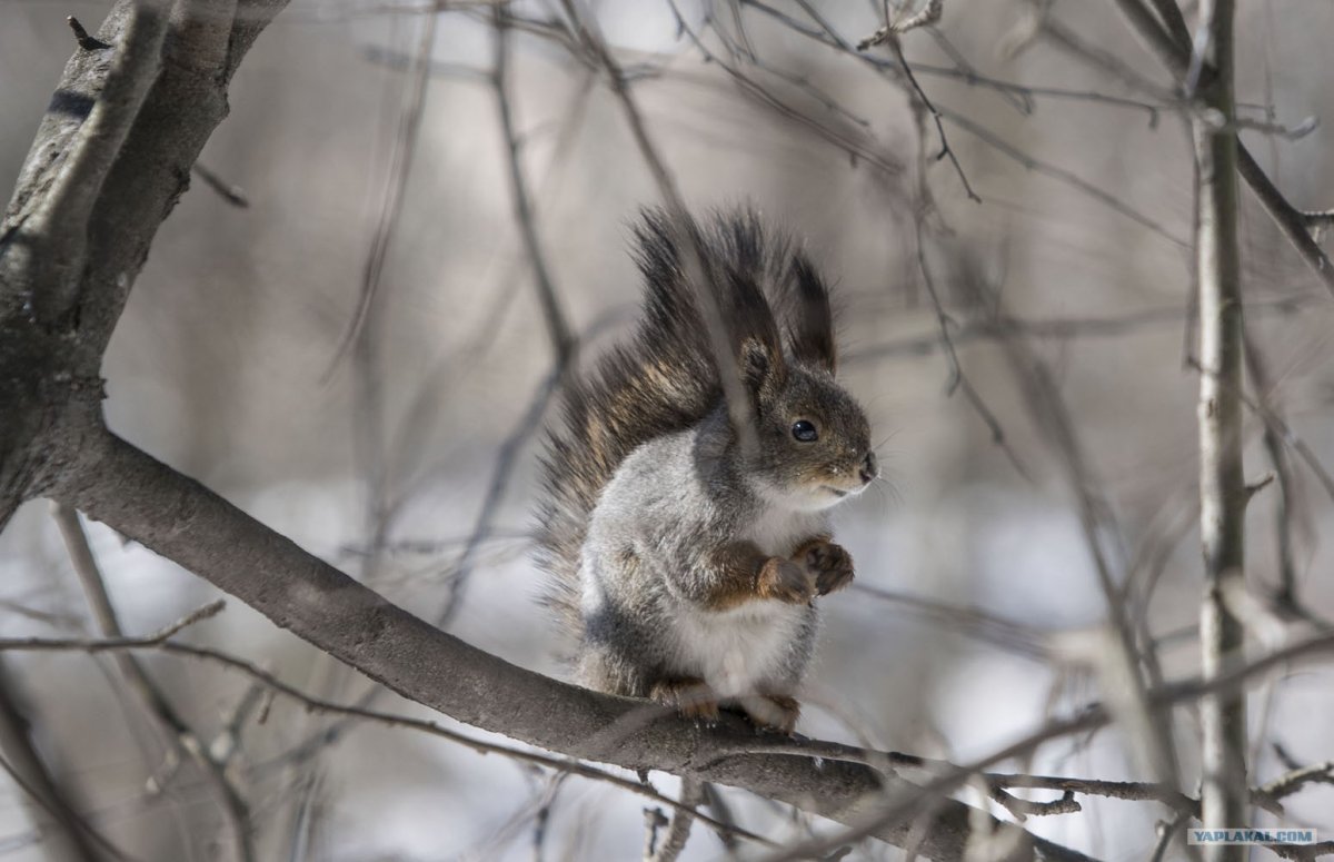 Комбинированные ружья для охоты