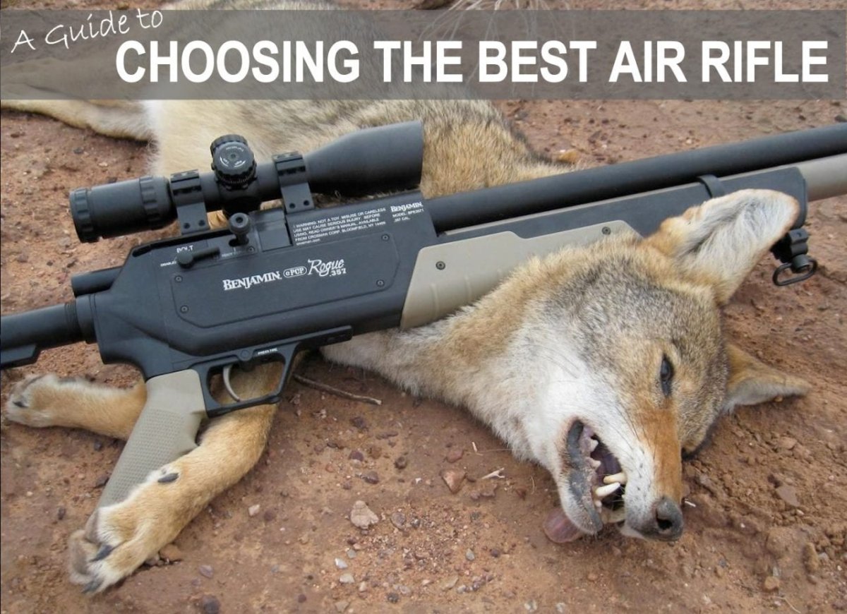 Охота на белку с ружьем