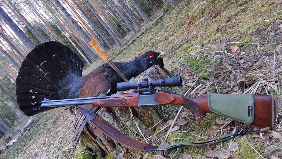 Охота на косулю с ТОЗ 34 12 калибра