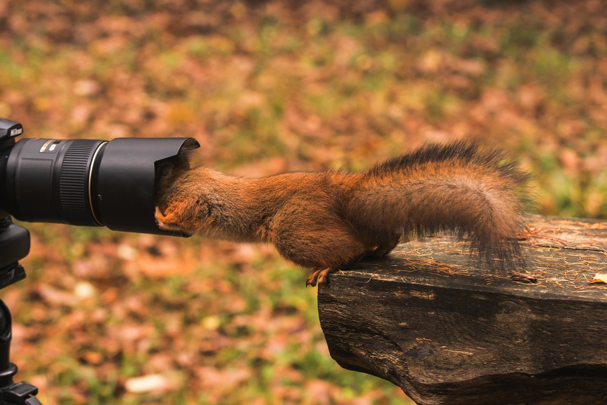 Белочка с орешками