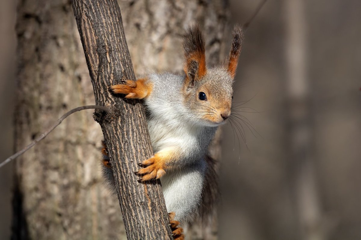 Охота на Пушного зверя Коми