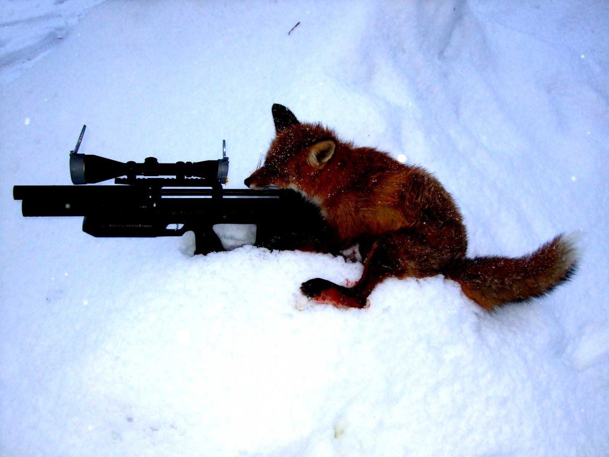 Лиса с автоматом