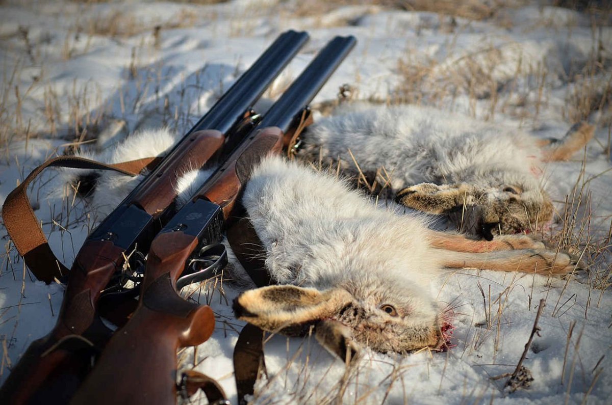 Белки в военной форме