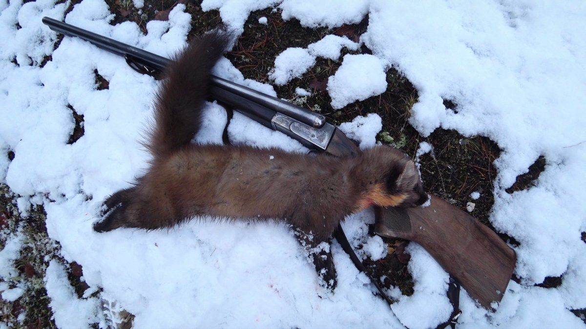 Охота с ПСП пневматикой 5.5