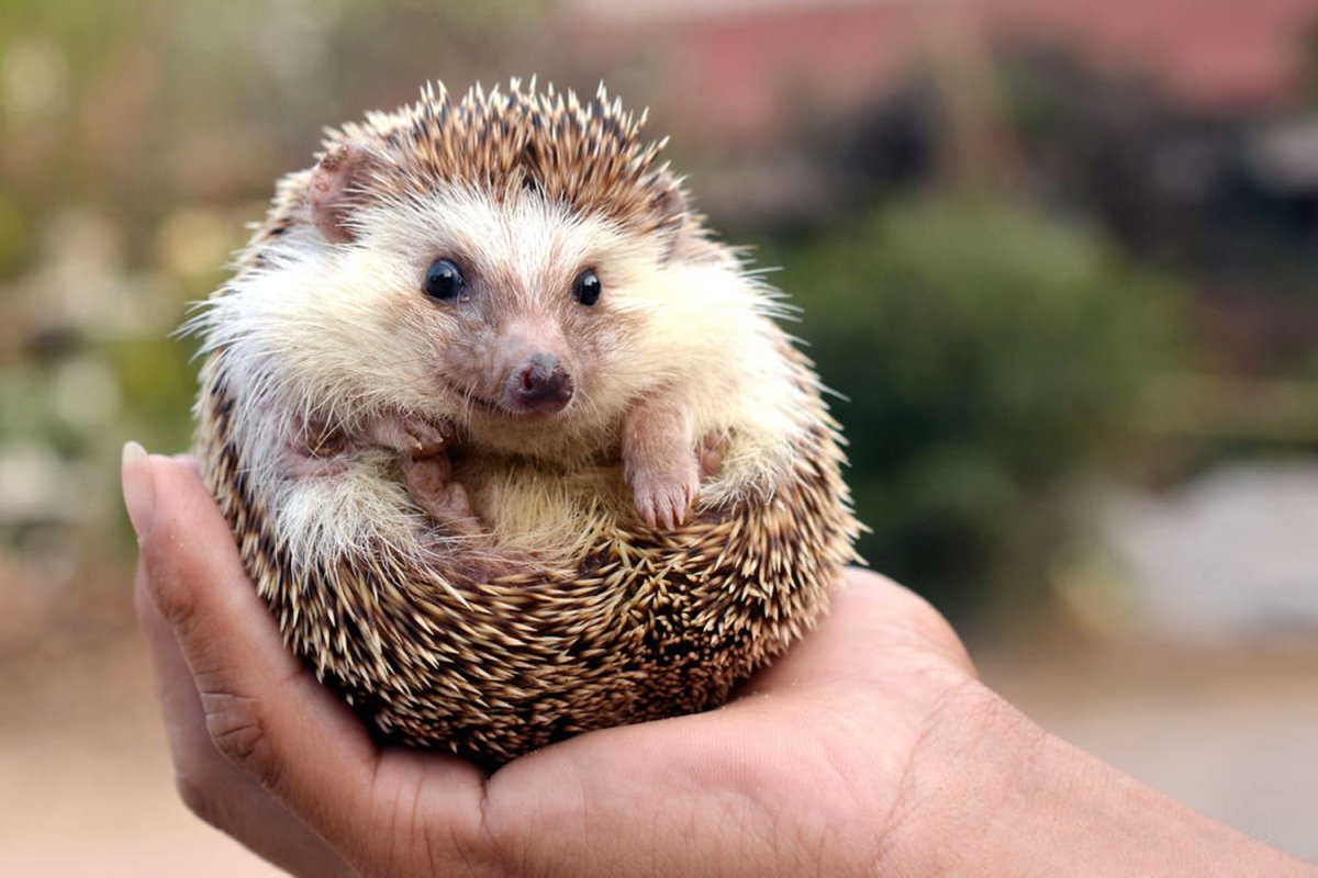 Фотоклип "Ёжик"