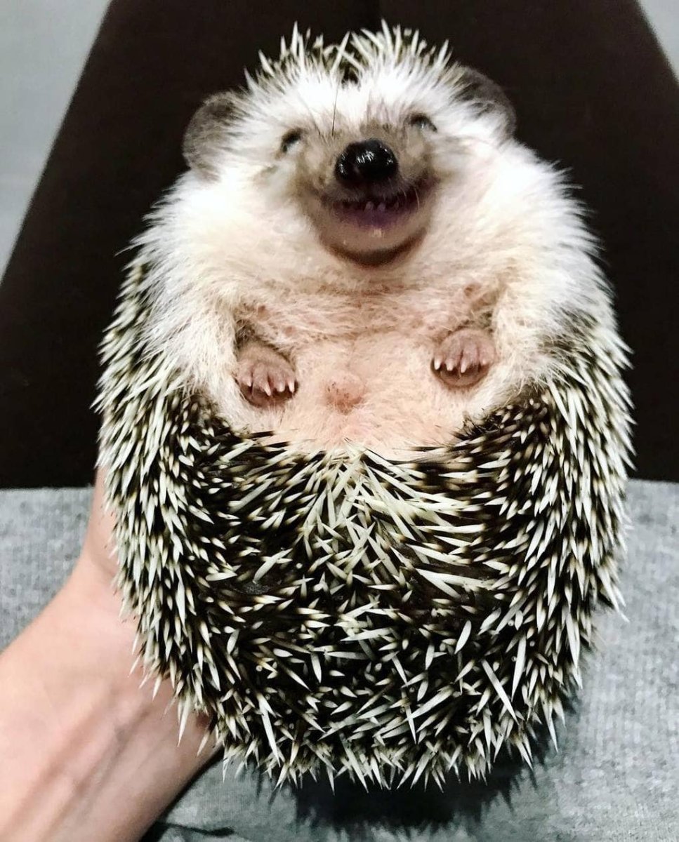 Довольный Ежик