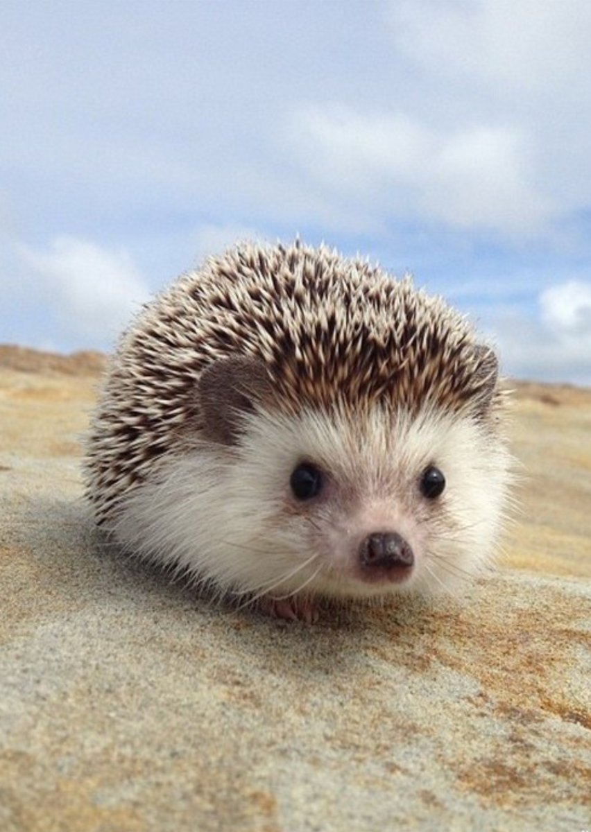 Ёжики милые маленькие