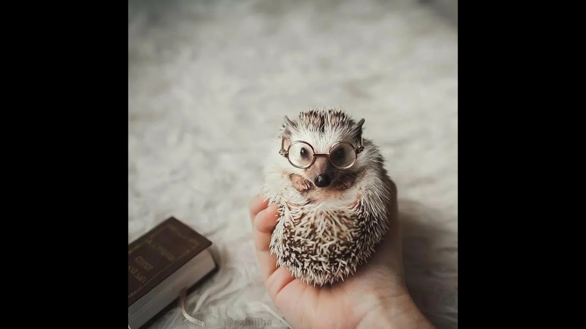 Ёжик Эстетика