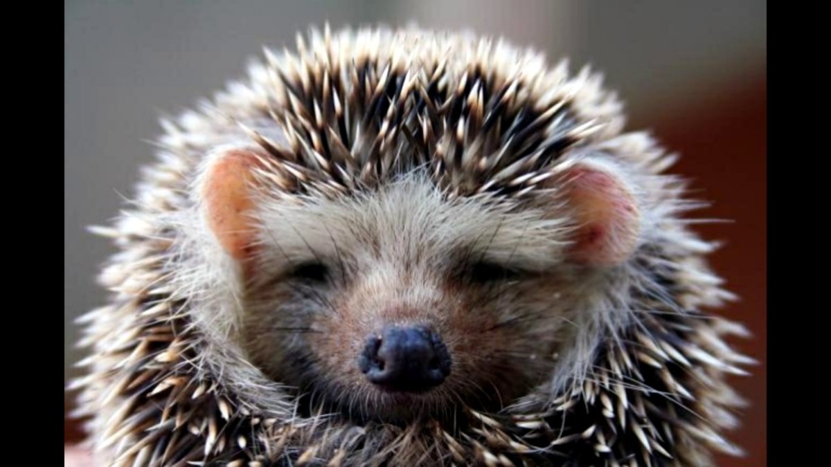 Морда ежика