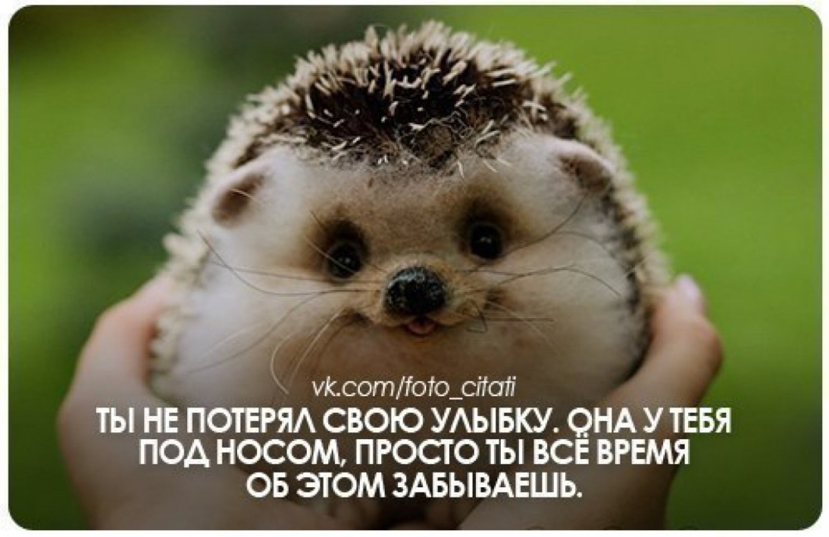 Доброе утро Ежик